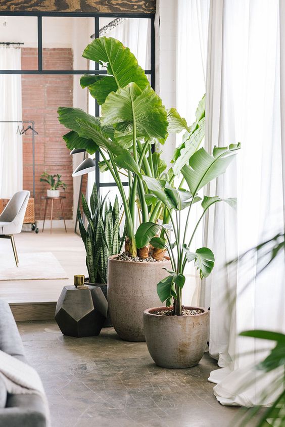 Ave del Paraíso: la planta más buscada para la decoración de interiores  2020 – Revista Para Ti