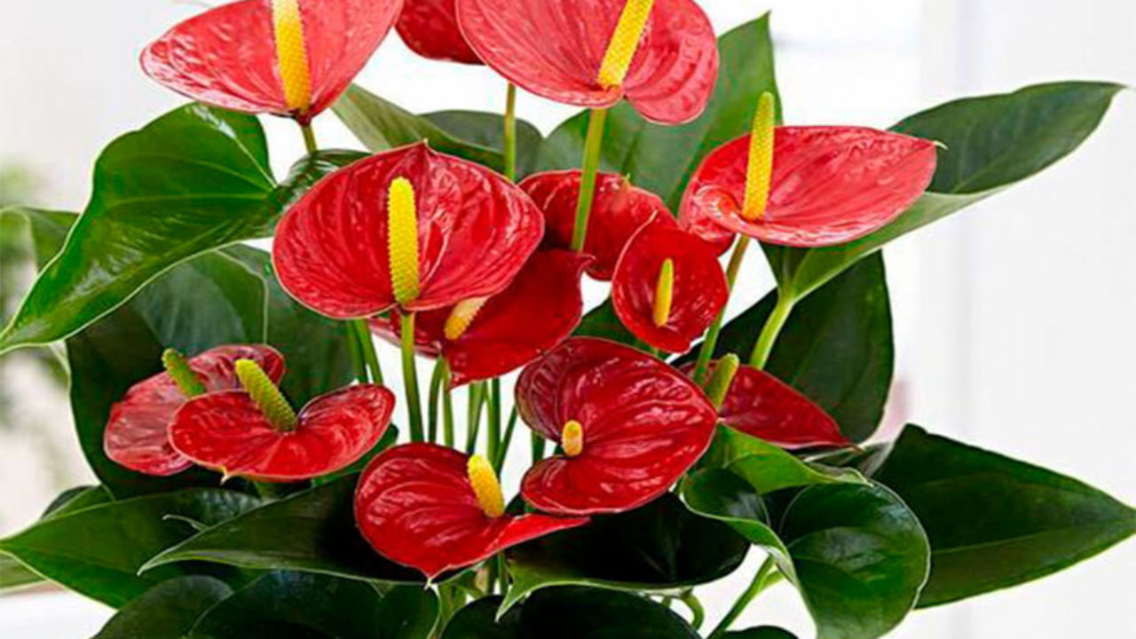 6 curiosidades que tenés que conocer sobre la anthurium andreanum: la  planta de interior tendencia que florece todo el año – Revista Para Ti