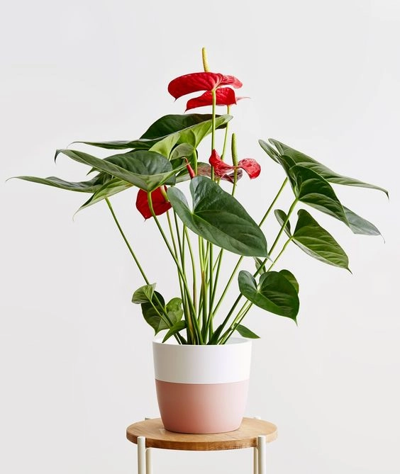 6 curiosidades que tenés que conocer sobre la anthurium andreanum: la  planta de interior tendencia que florece todo el año – Revista Para Ti