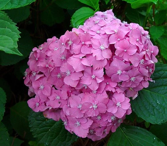 Conocé cómo cambiar el color de las flores de las hortensias – Revista Para  Ti