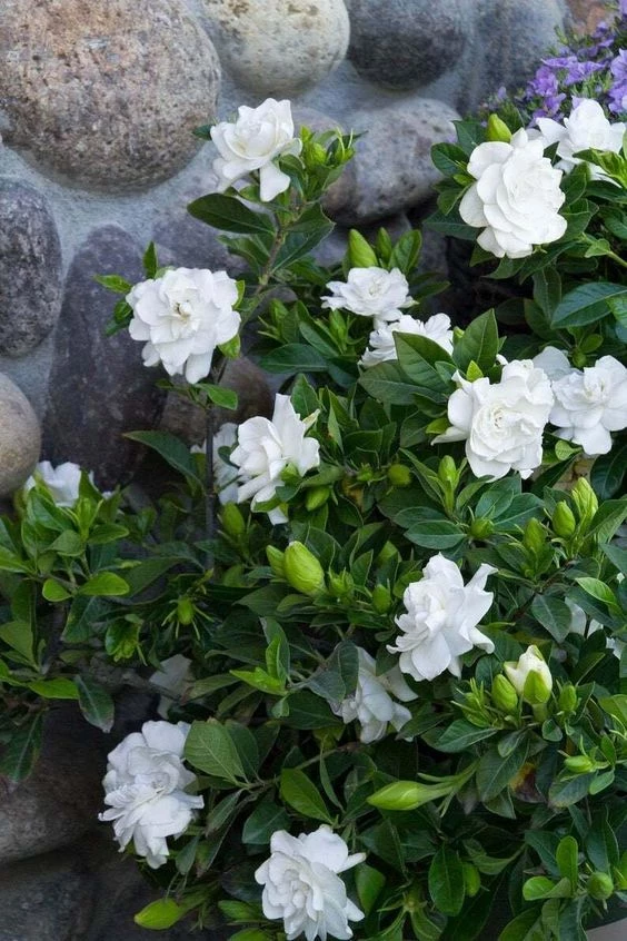 5 plantas con flores que crecen muy bien a la sombra – Revista Para Ti