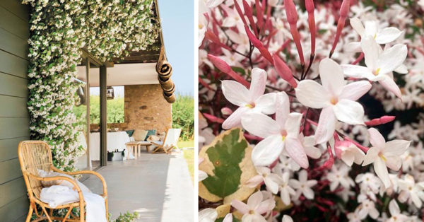 5 jazmines perfectos para perfumar y llenar de vida el jardín – Revista  Para Ti