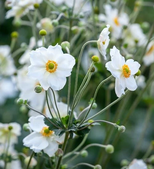 5 plantas perfumadas que crecen muy bien a la sombra – Revista Para Ti