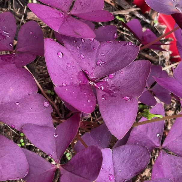 9 plantas de flor violeta perfectas para llenar de estilo y delicadeza el  jardín – Revista Para Ti