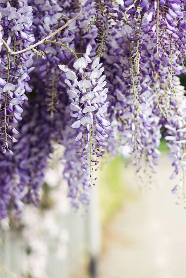 9 plantas de flor violeta perfectas para llenar de estilo y delicadeza el  jardín – Revista Para Ti