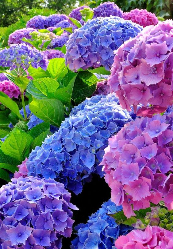 7 curiosidades que tenés que conocer sobre la hortensia: la planta favorita  para llenar de colores los exteriores – Revista Para Ti