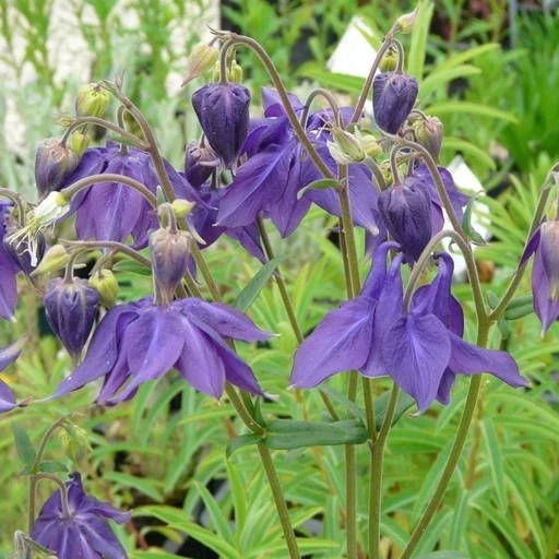 9 plantas de flor violeta perfectas para llenar de estilo y delicadeza el  jardín – Revista Para Ti