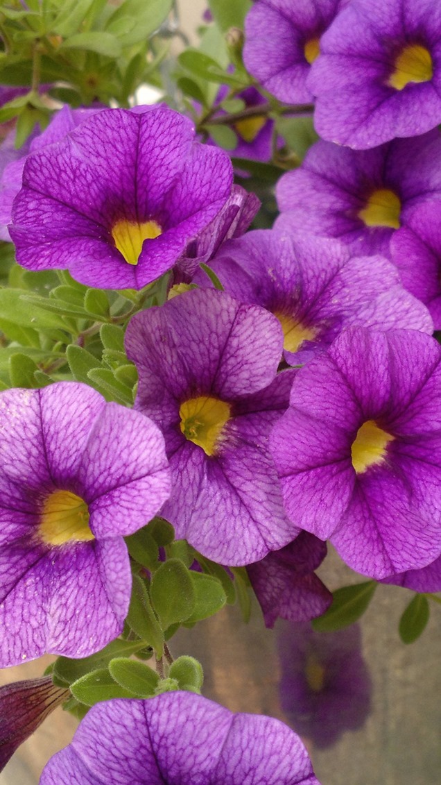 9 plantas de flor violeta perfectas para llenar de estilo y delicadeza el  jardín – Revista Para Ti