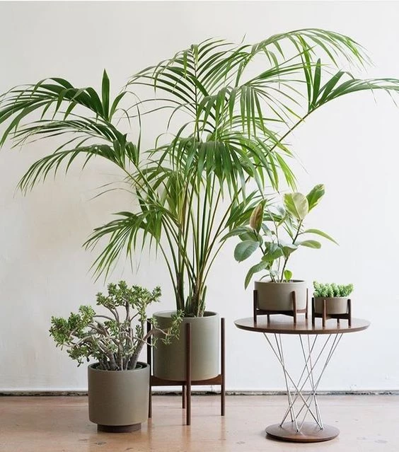 Estas son las 5 plantas de la suerte según el Feng Shui – Revista Para Ti