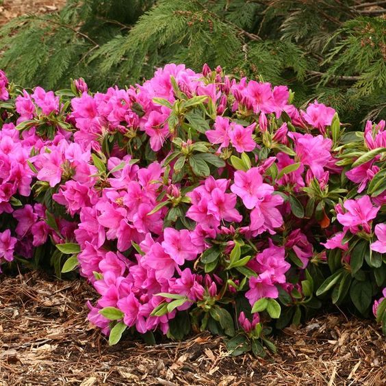 Azalea: la planta perfecta para llenar de colores los exteriores que  florece a la sombra – Revista Para Ti