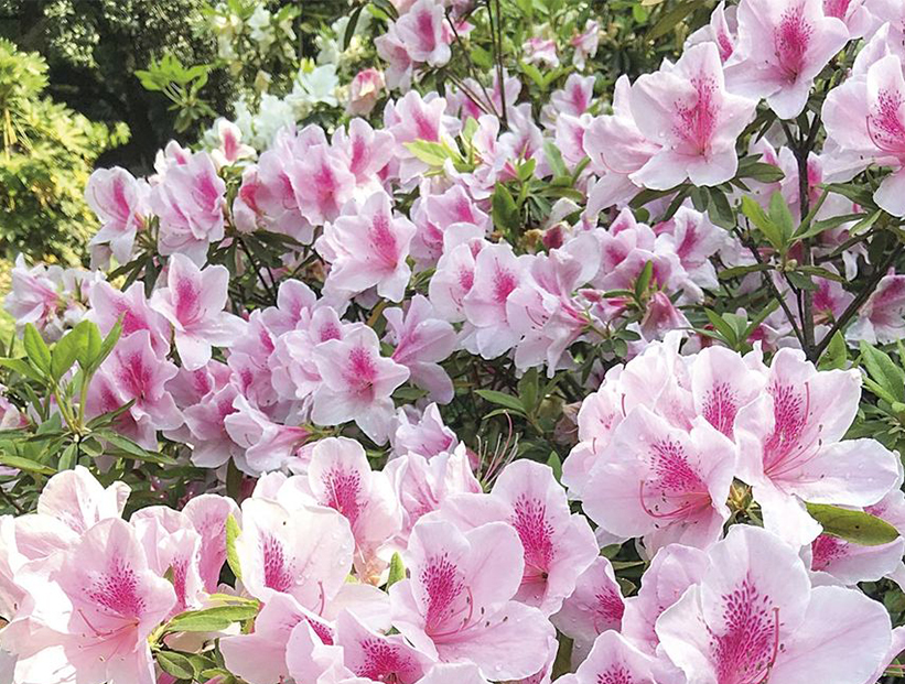 Azalea: la planta perfecta para llenar de colores los exteriores que  florece a la sombra – Revista Para Ti