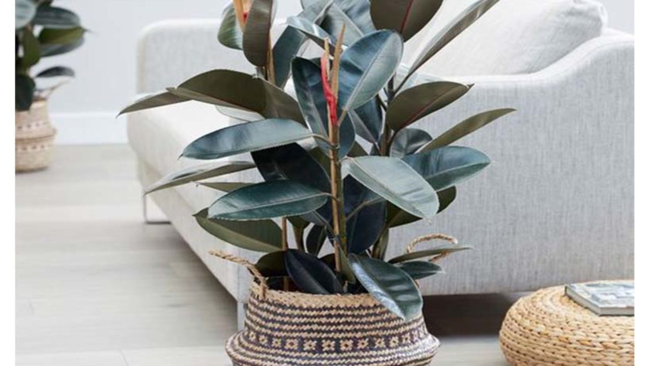 Ficus elástica: curiosidades y cuidados de una de las plantas más usadas en  decoración de interiores – Revista Para Ti