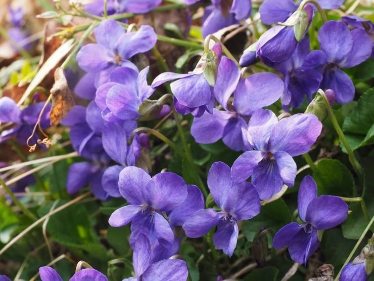 Violeta dulce: curiosidades y cuidados de la mini flor perfumada que  conquista los jardines – Revista Para Ti