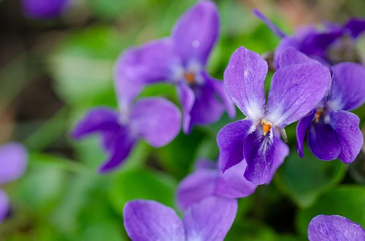 Violeta dulce: curiosidades y cuidados de la mini flor perfumada que  conquista los jardines – Revista Para Ti