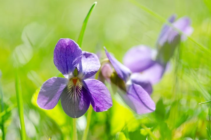 Violeta dulce: curiosidades y cuidados de la mini flor perfumada que  conquista los jardines – Revista Para Ti