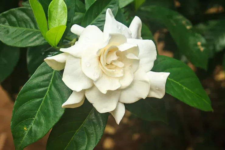 El galán de noche, un arbusto con un delicado aroma