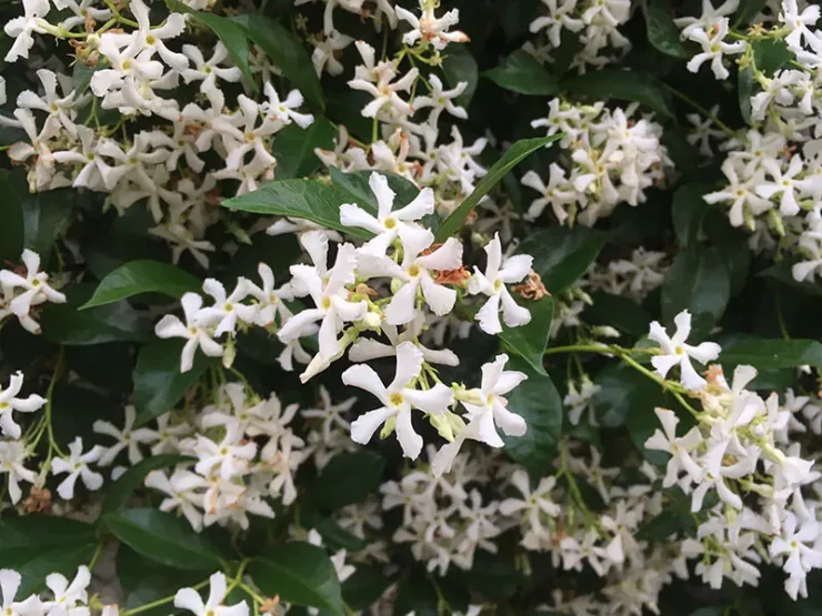 Las mejores plantas para perfumar tu jardín por las noches – Revista Para Ti