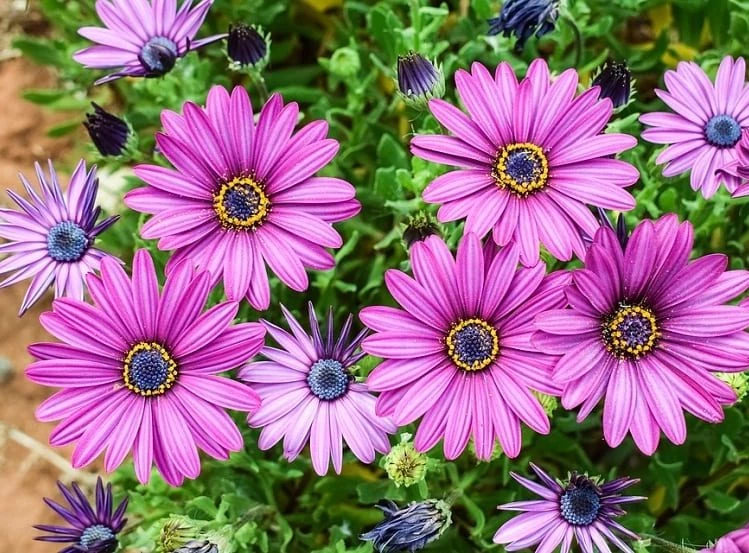 Margarita africana: la flor perfecta para llenar de color tu jardín –  Revista Para Ti