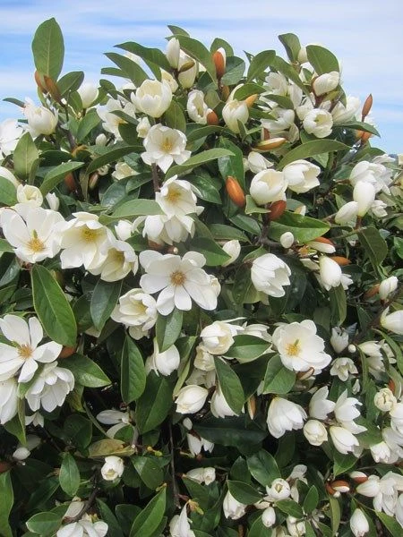 Magnolia: un árbol delicado perfecto para perfumar y llenar de vida el  jardín – Revista Para Ti