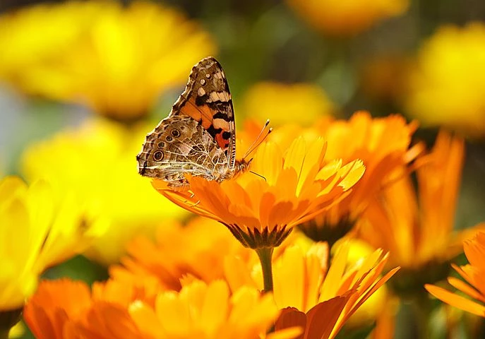 Caléndula: la flor medicinal ideal para decorar balcones y terrazas –  Revista Para Ti