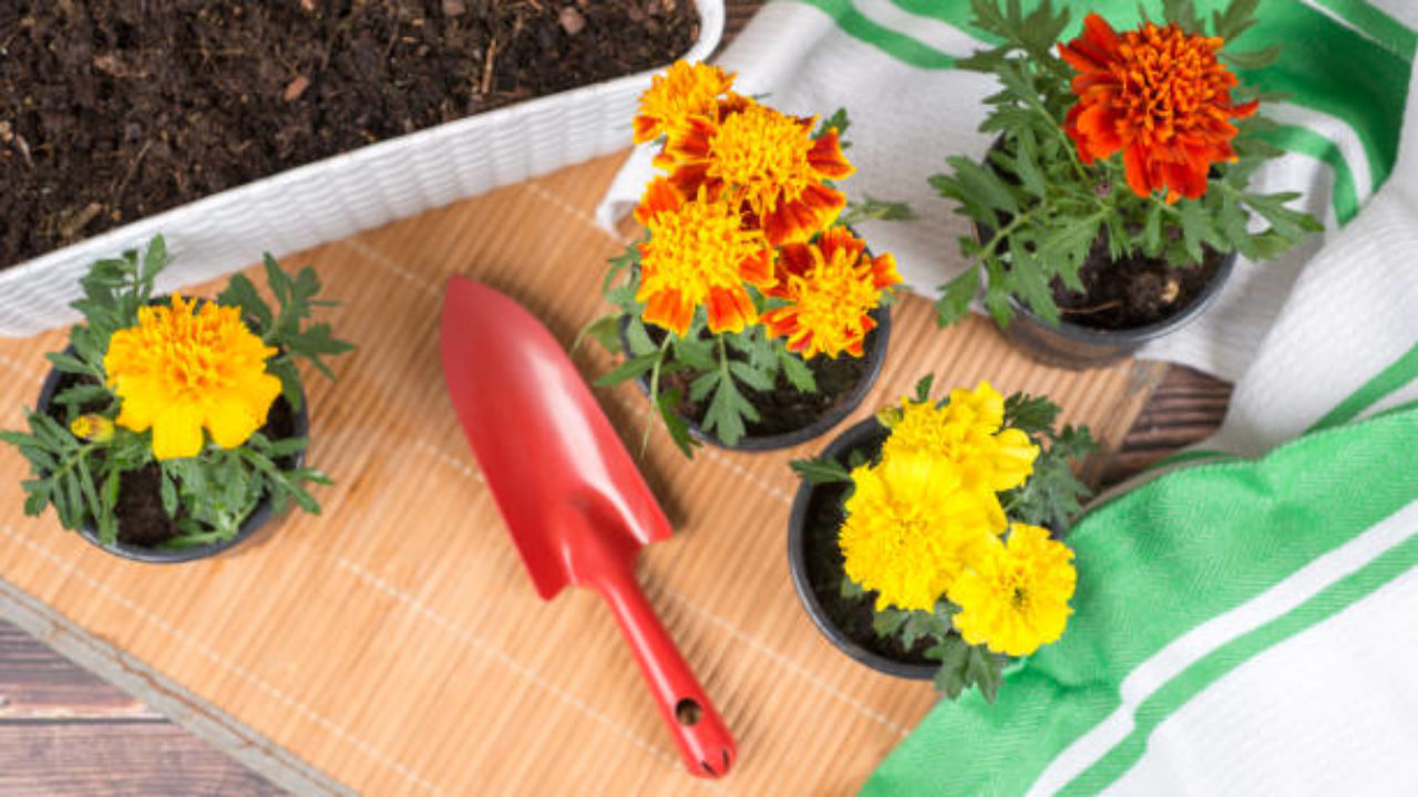 Caléndula: la flor medicinal ideal para decorar balcones y terrazas –  Revista Para Ti