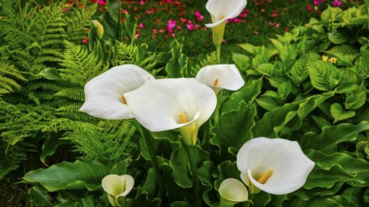 Cala: la planta perfecta para decorar con elegancia y sutileza – Revista  Para Ti