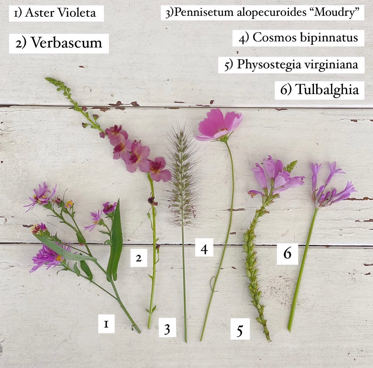 6 plantas con flor violeta, ideales para decorar con elegancia y delicadeza  el jardín – Revista Para Ti