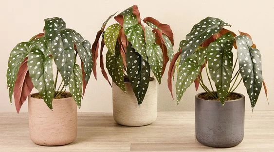 Todo lo que tenés que saber sobre la Begonia punteada: la planta de  interior con las hojas más originales y decorativas – Revista Para Ti