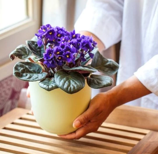 Todo lo que tenés que saber sobre la violeta africana: la delicada planta  con flor perfecta para decorar interiores – Revista Para Ti