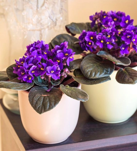 Todo lo que tenés que saber sobre la violeta africana: la delicada planta  con flor perfecta para decorar interiores – Revista Para Ti