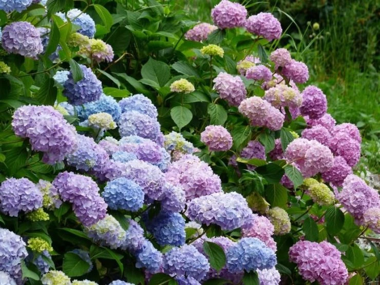 6 plantas y flores para ponerle color a tu casa en invierno – Revista Para  Ti