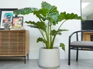 ALOCASIA-OREJA-DE-ELEFANTE