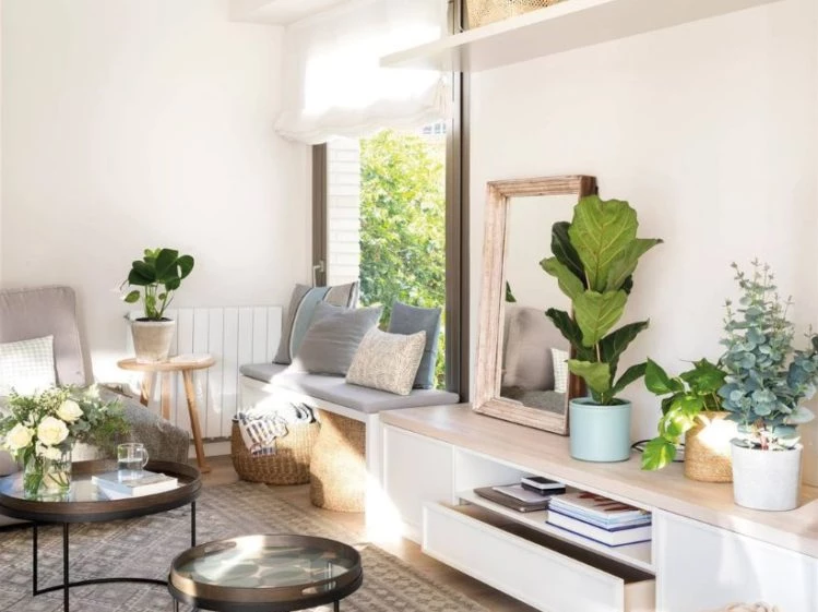 Feng Shui: 5 plantas no deberían estar en tu casa – Revista Para Ti