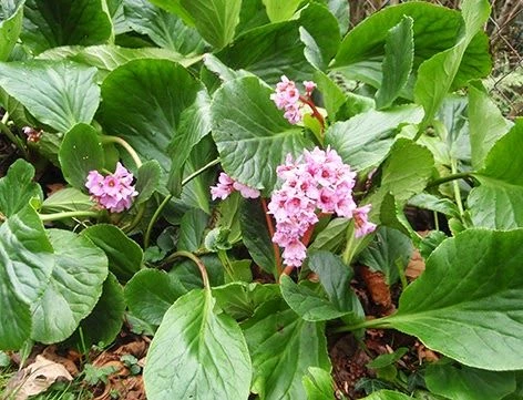 Hortensia de invierno: la delicada planta que florece en esta época del año  – Revista Para Ti