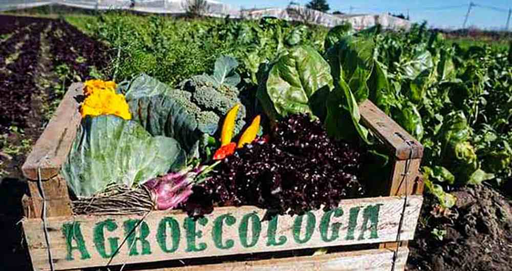 10 Principios Básicos De La Agroecología, La Alternativa Sustentable Y ...