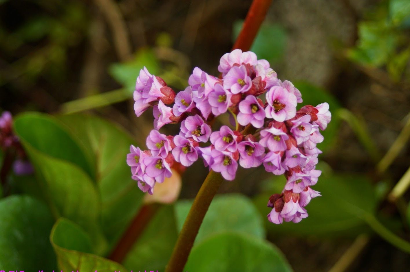 Hortensia de invierno: la delicada planta que florece en esta época del año  – Revista Para Ti