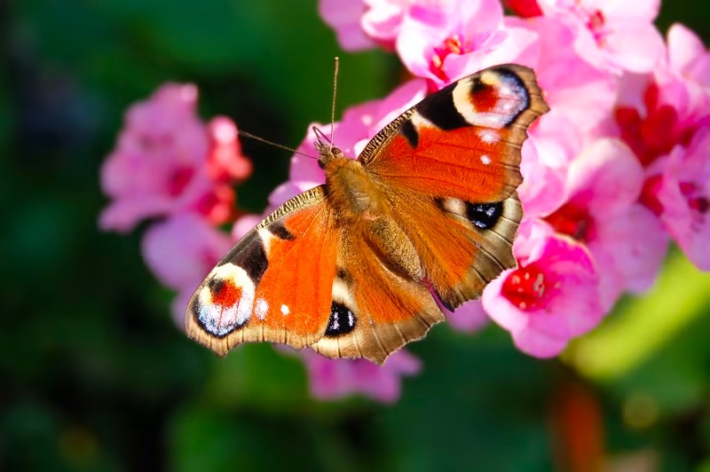 Hortensia de invierno: la delicada planta que florece en esta época del año  – Revista Para Ti