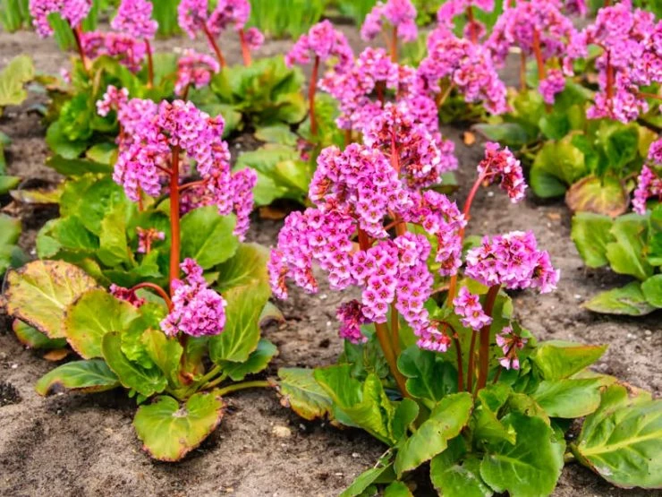 Hortensia de invierno: la delicada planta que florece en esta época del año  – Revista Para Ti