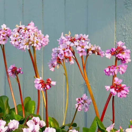 Hortensia de invierno: la delicada planta que florece en esta época del año  – Revista Para Ti