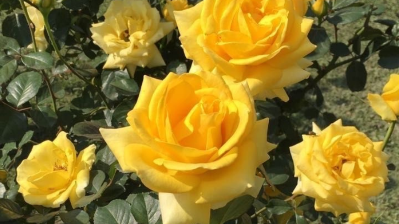Por qué este 21 de septiembre son tendencia las flores amarillas – Revista  Para Ti