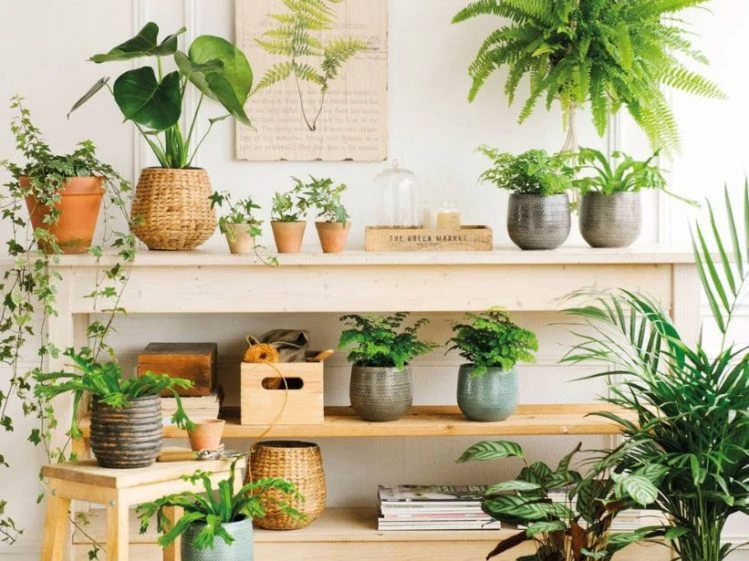 Plantas de interior que están de moda y pueden crecer en ambientes con poca  luz – Revista Para Ti