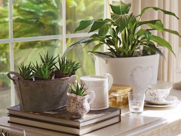 Feng Shui: este el espacio perfecto para colocar las plantas que atraen  dinero – Revista Para Ti