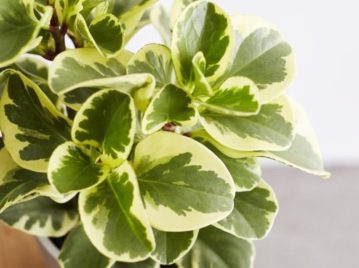 PEPEROMIA-VARIEGADA-2