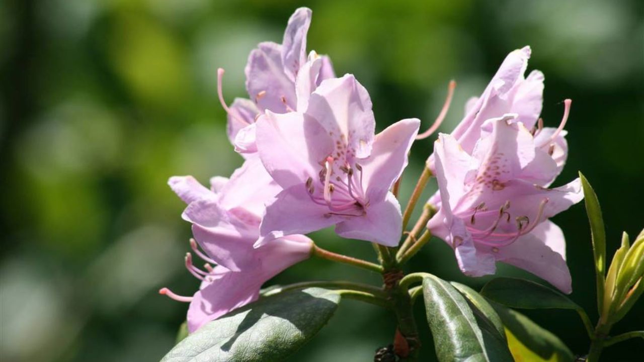 Temporada de azaleas: la delicada planta japonesa que atrae la buena suerte  y decora tu casa – Revista Para Ti