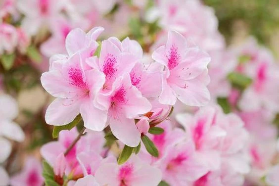 Temporada de azaleas: la delicada planta japonesa que atrae la buena suerte  y decora tu casa – Revista Para Ti