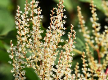 Hierba Nudosa Japonesa o Fallopia Japonica