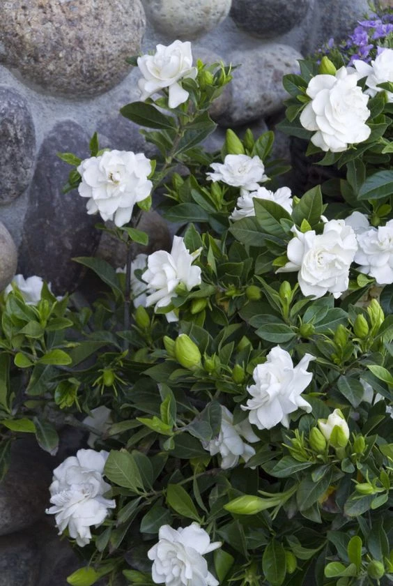 Temporada de jazmines: 5 variedades fáciles de cuidar, perfectas para  perfumar y decorar el jardín – Revista Para Ti