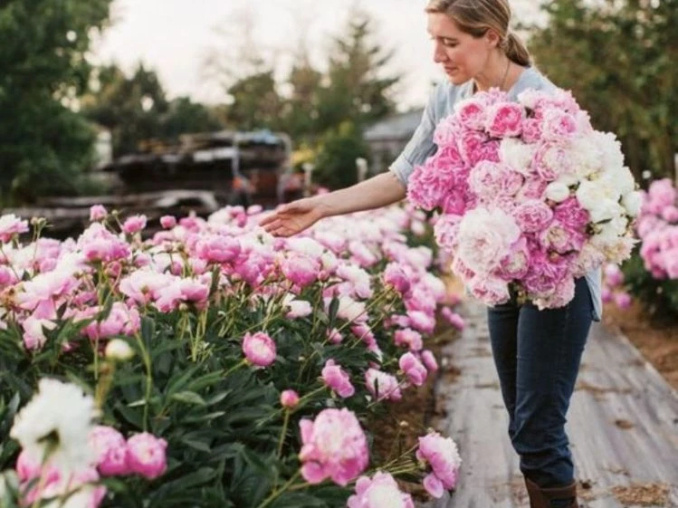 Temporada de peonías: la flor más romántica y esperada del año – Revista  Para Ti