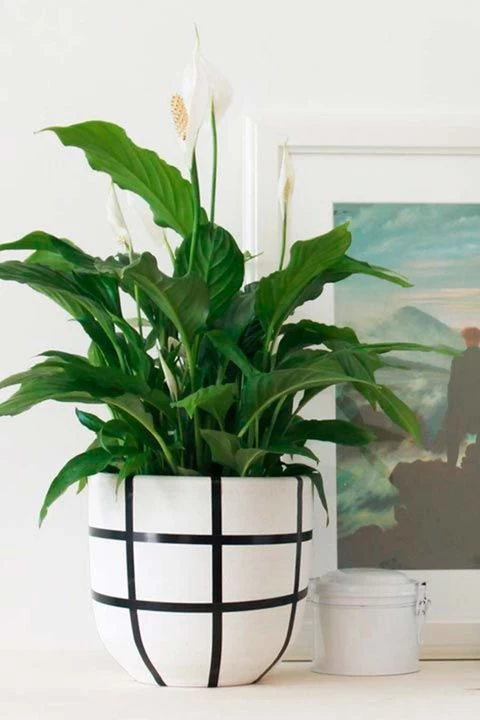 Spathiphyllum wallisii: la planta de interior más elegante y fácil de  cuidar que podés tener en tu casa – Revista Para Ti