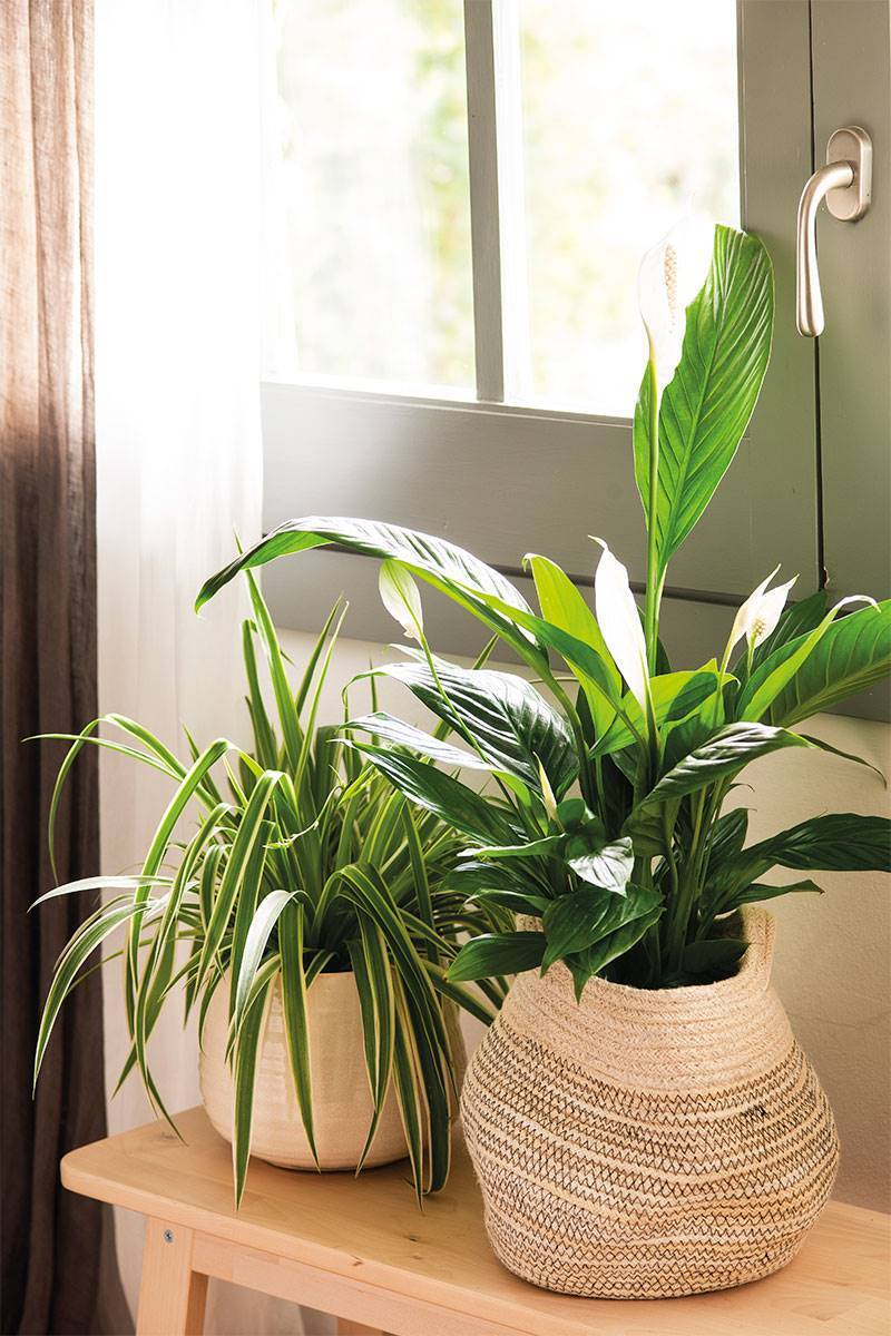 Spathiphyllum wallisii: la planta de interior más elegante y fácil de  cuidar que podés tener en tu casa – Revista Para Ti